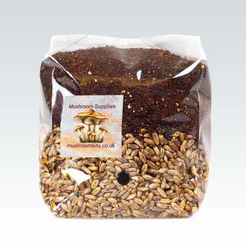 1Kg Mushroom Kit with coco coir, vermiculite, and gypsum substrate