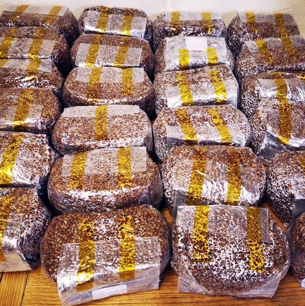 Unicorn 10T spawn mushroom bags Mushroom Kits