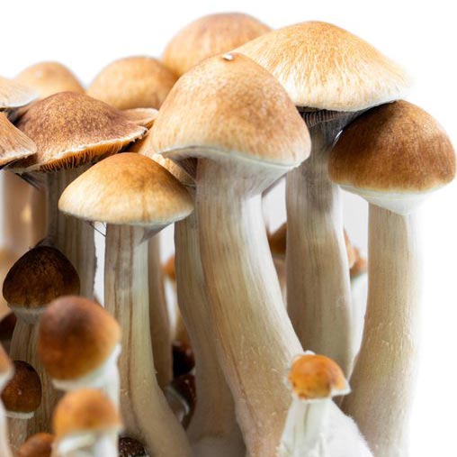 Legality of Psilocybin Magic Mushrooms