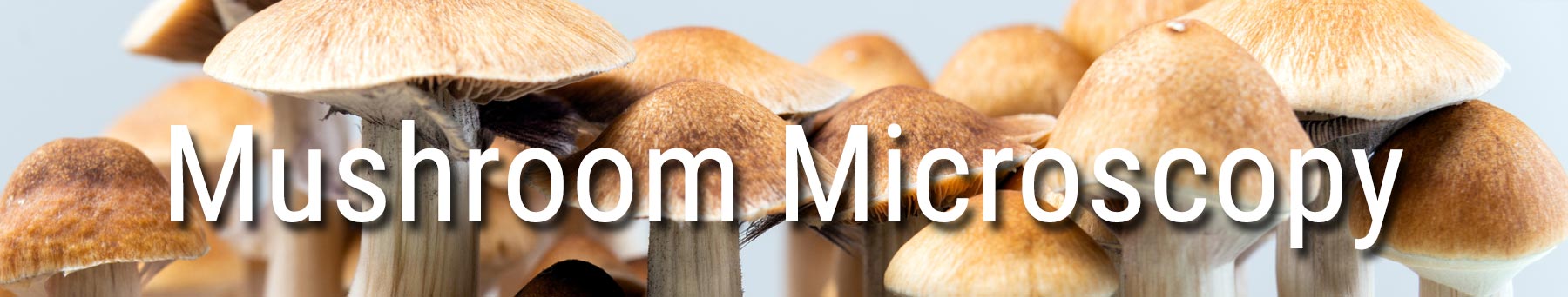 Legality of psilocybin magic mushrooms