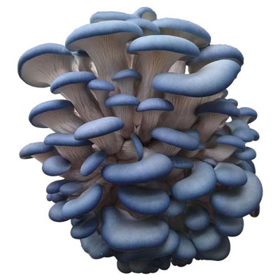 Using grain spawn - blue oyster mushrooms