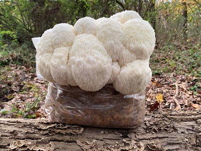 Using grain spawn - lion's mane mushrooms