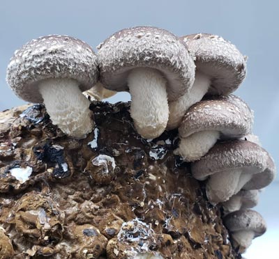 Using grain spawn - shiitake mushrooms