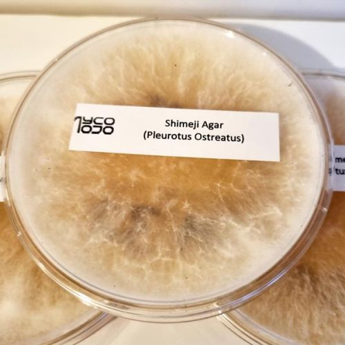 Buna Shimeji Mycelium