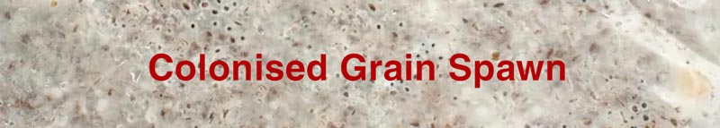 colonised grain spawn