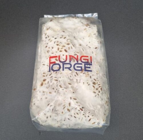 King Oyster Grain Spawn