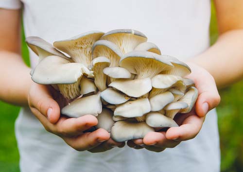home grown oyster mushrooms
