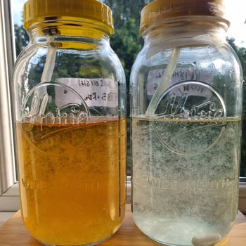 using liquid culture